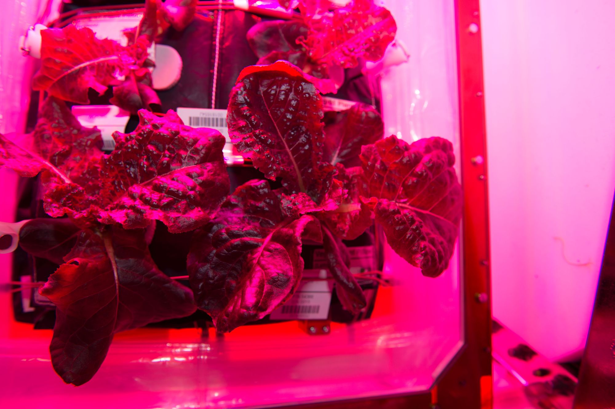 How fungi can help feed future space colonies